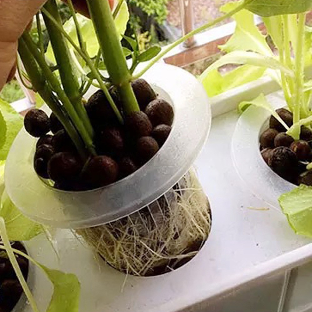 10/50 buah, produk terlaris: w - Aquarium Planted Seeds ulasan dan harga