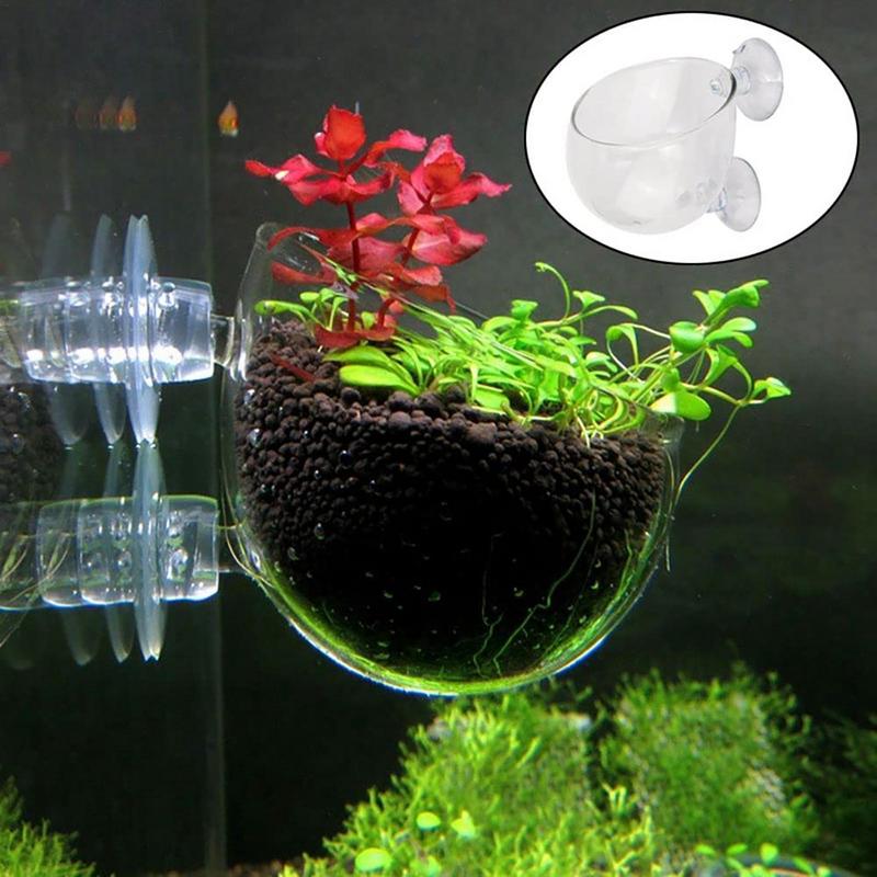 Cangkir tanaman akuatik akrili - Aquarium Planted Seeds ulasan dan harga