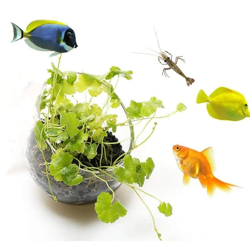 Pot Tanaman Akuarium Baru, Gel - Aquarium Planted Seeds ulasan dan harga