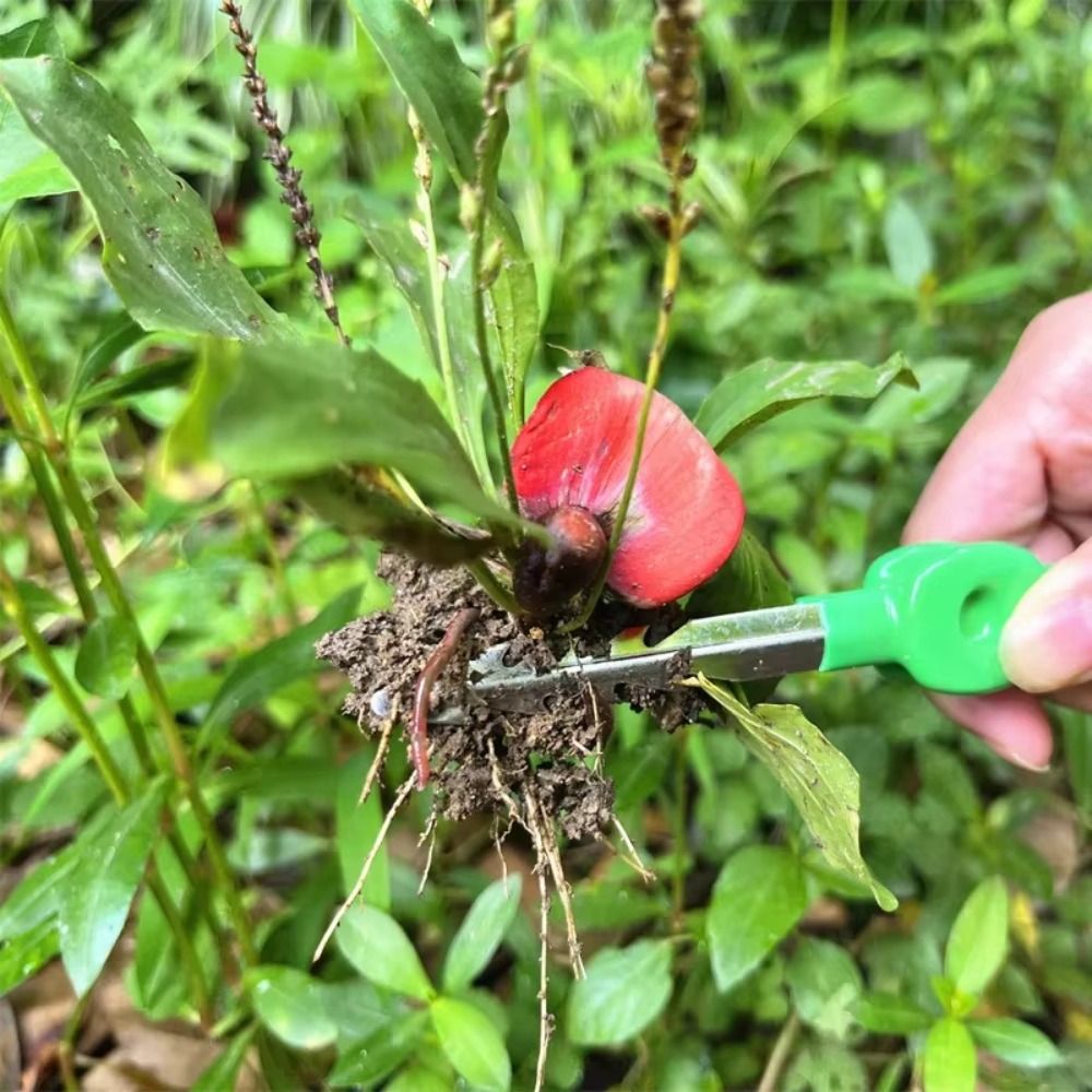Pinset Berkebun Stainless Stee - Planted Clip Tweezers ulasan dan harga