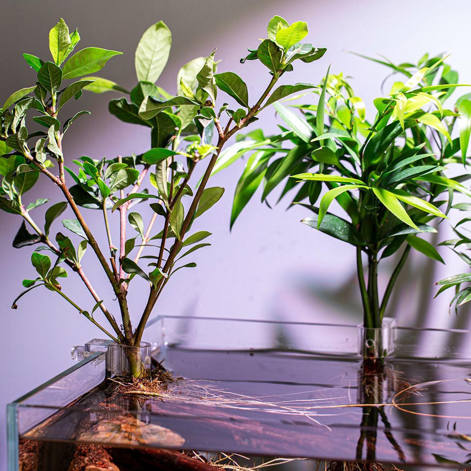 Pot Tanaman Mini untuk Akuariu - Planted Aquarium Mini ulasan dan harga